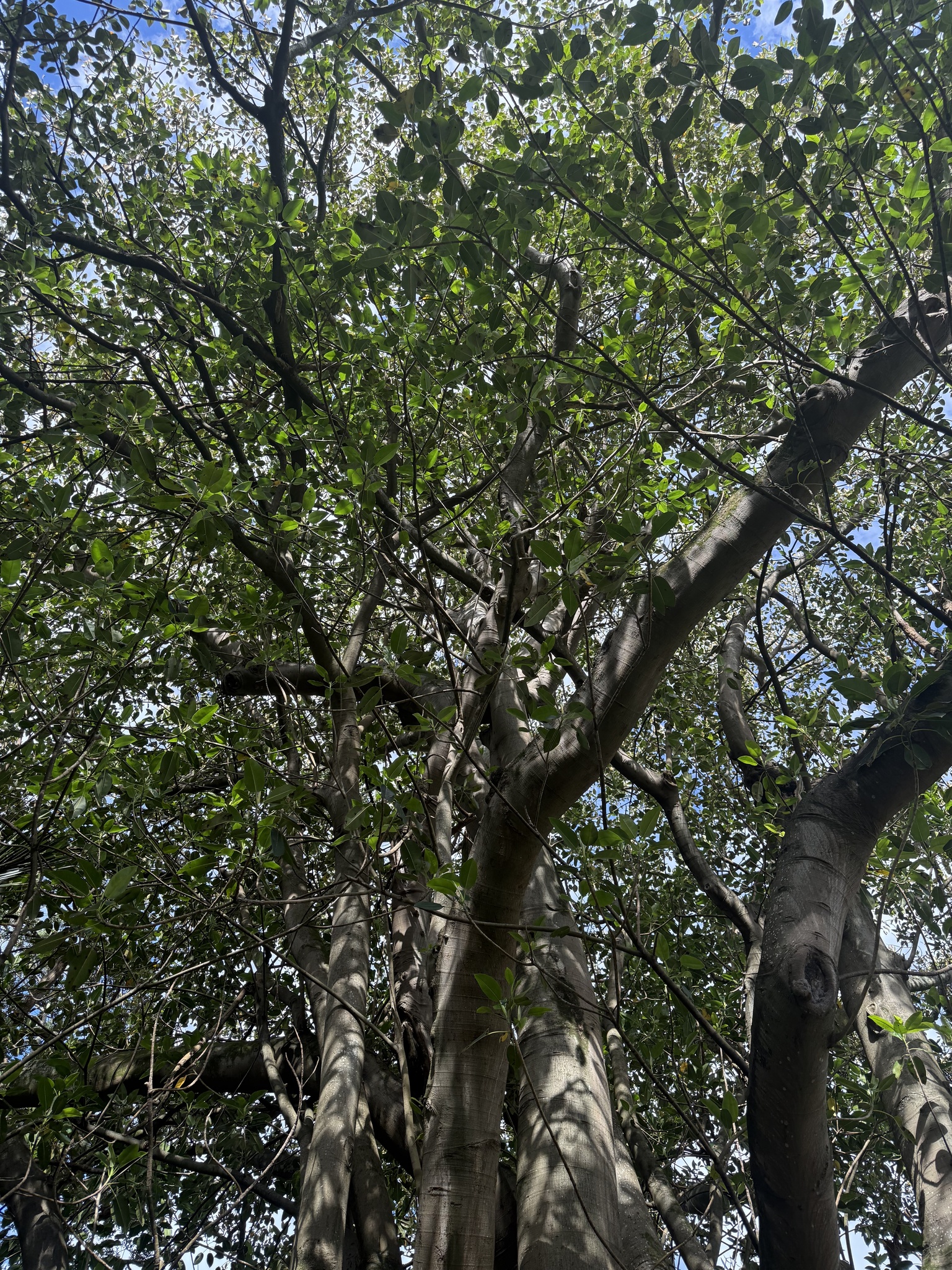 Imagem de Figueira-estranguladora