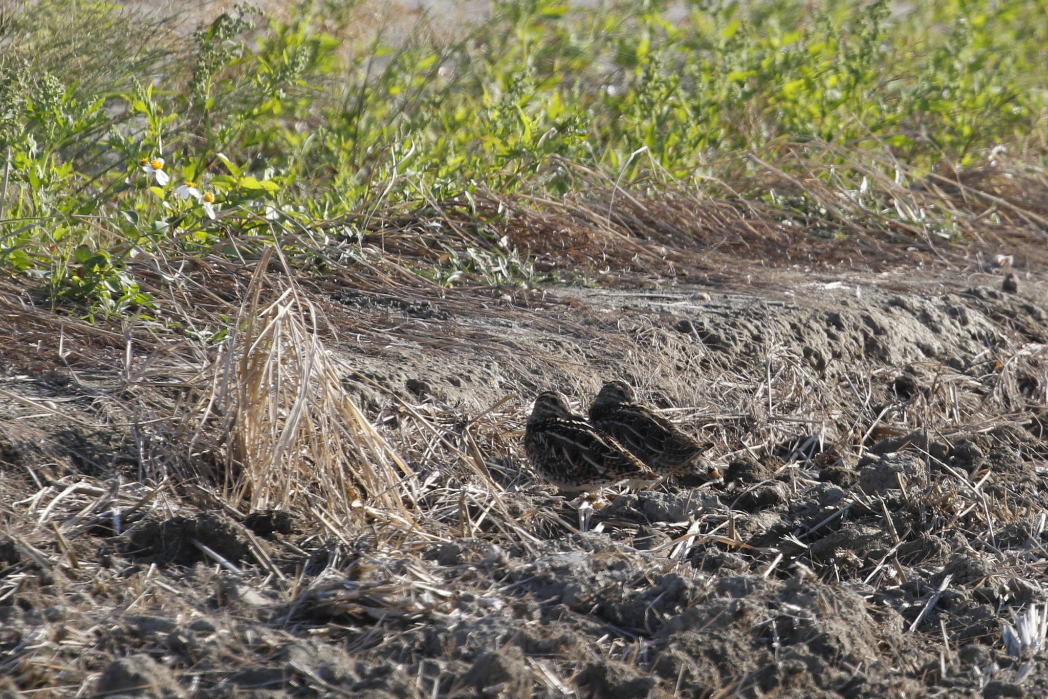 Common Snipe (Gallinago gallinago), photo 2