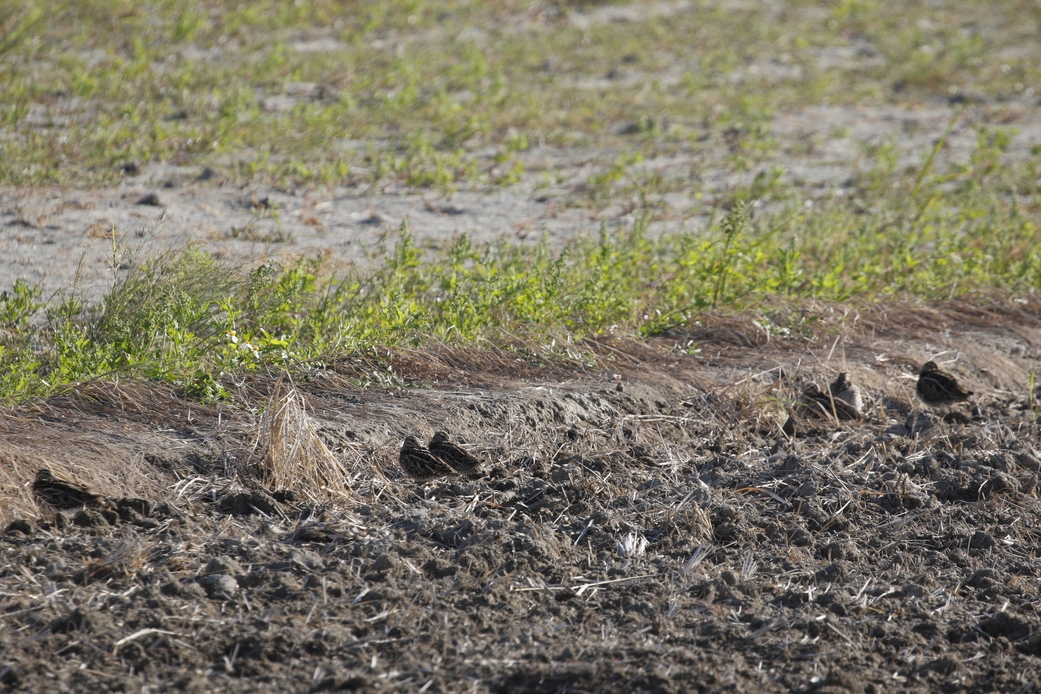 Common Snipe (Gallinago gallinago), photo 3