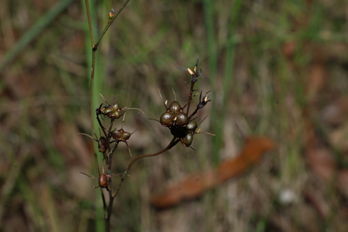 Queensland blood-lily (Haemodorum austroqueenslandicum)