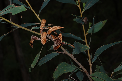 Black Wattle (Acacia aulacocarpa)