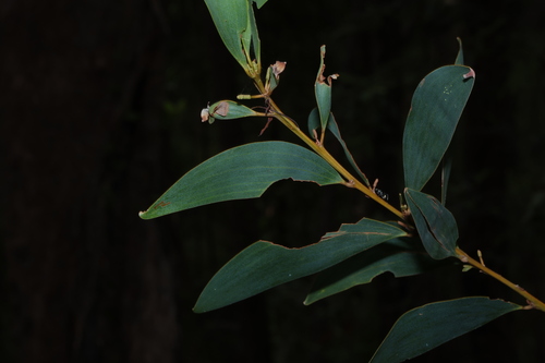 Acacia aulacocarpa, photograph 1