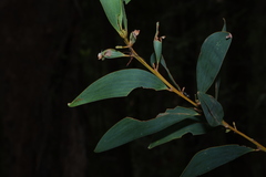 Acacia aulacocarpa, photograph (c) Greg Tasney, some rights reserved (CC BY-SA)