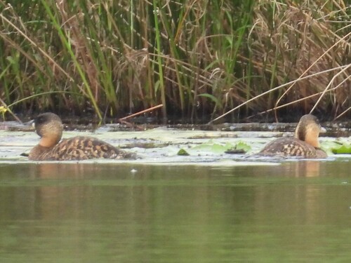 iNaturalist: (c) Richard Johnstone, some rights reserved (CC BY-NC), uploaded by Richard Johnstone iNaturalist image