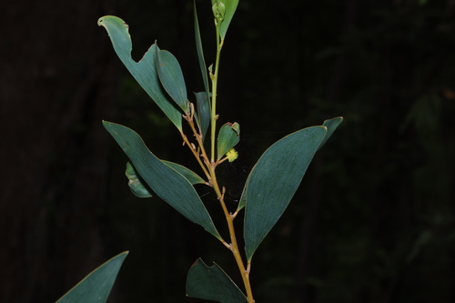 Acacia aulacocarpa, photograph 2