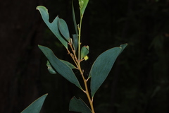 Acacia aulacocarpa, photograph (c) Greg Tasney, some rights reserved (CC BY-SA)