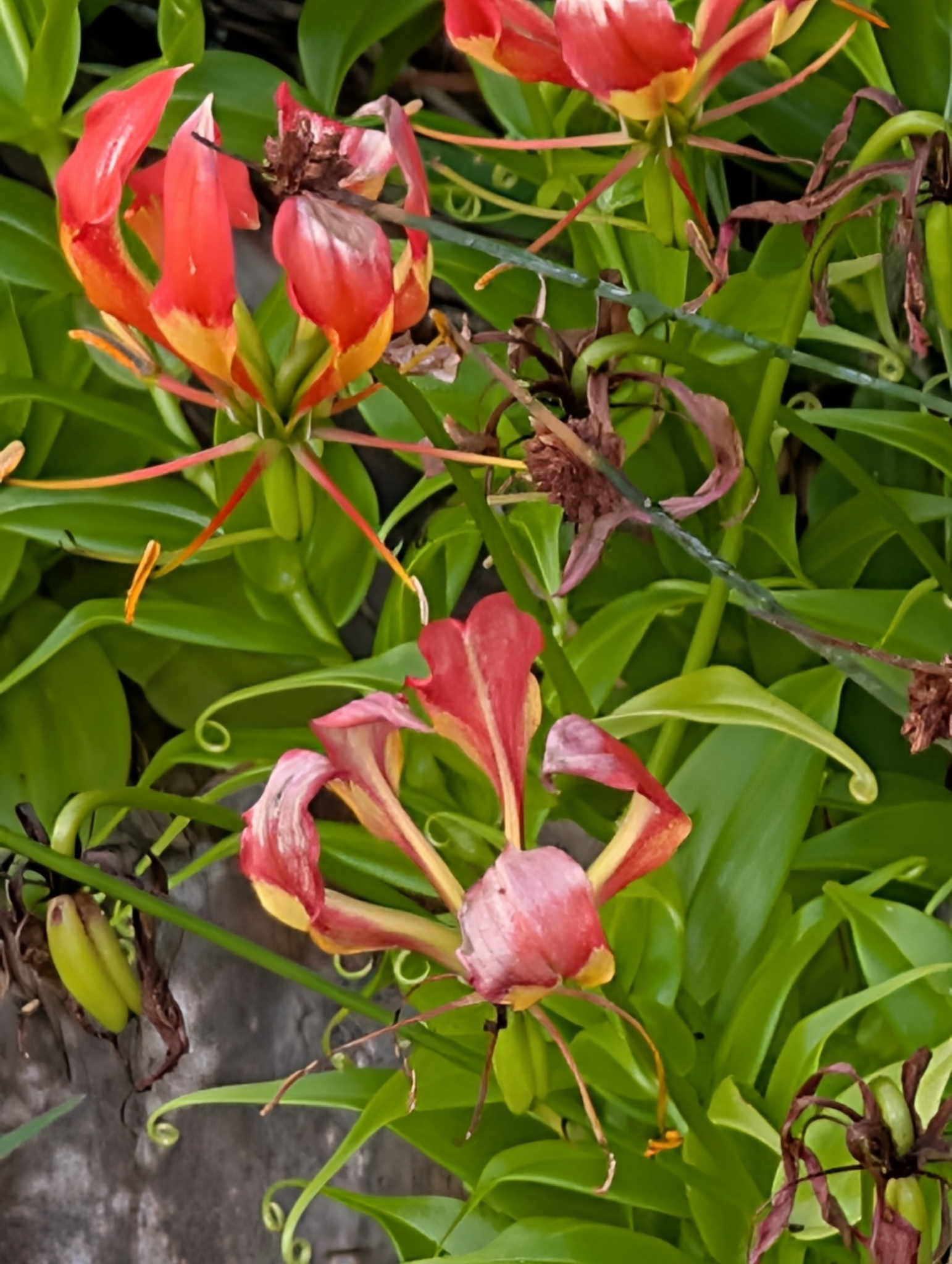 Imagem de Gloriosa