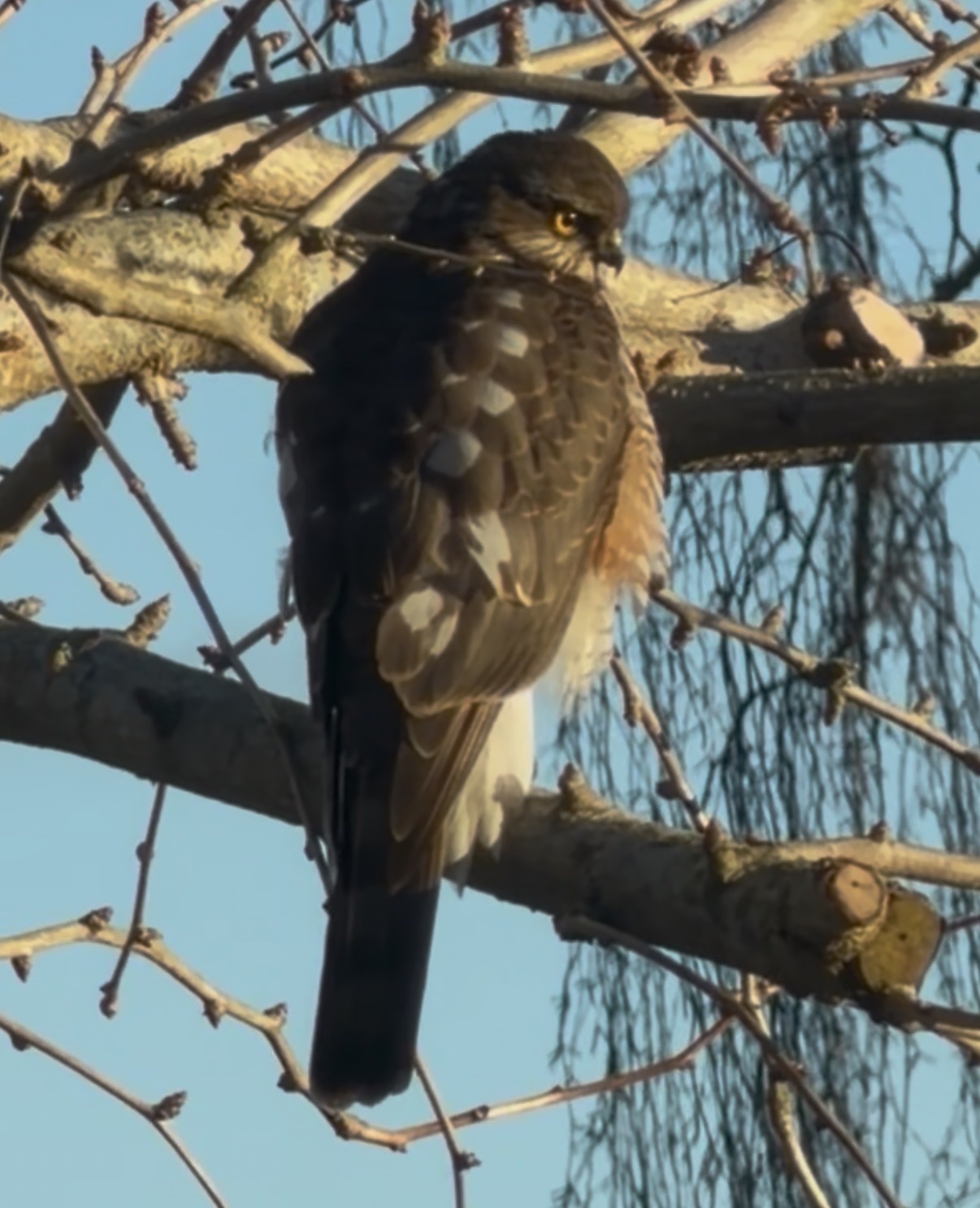 Accipiter nisus (Linnaeus, 1758)
