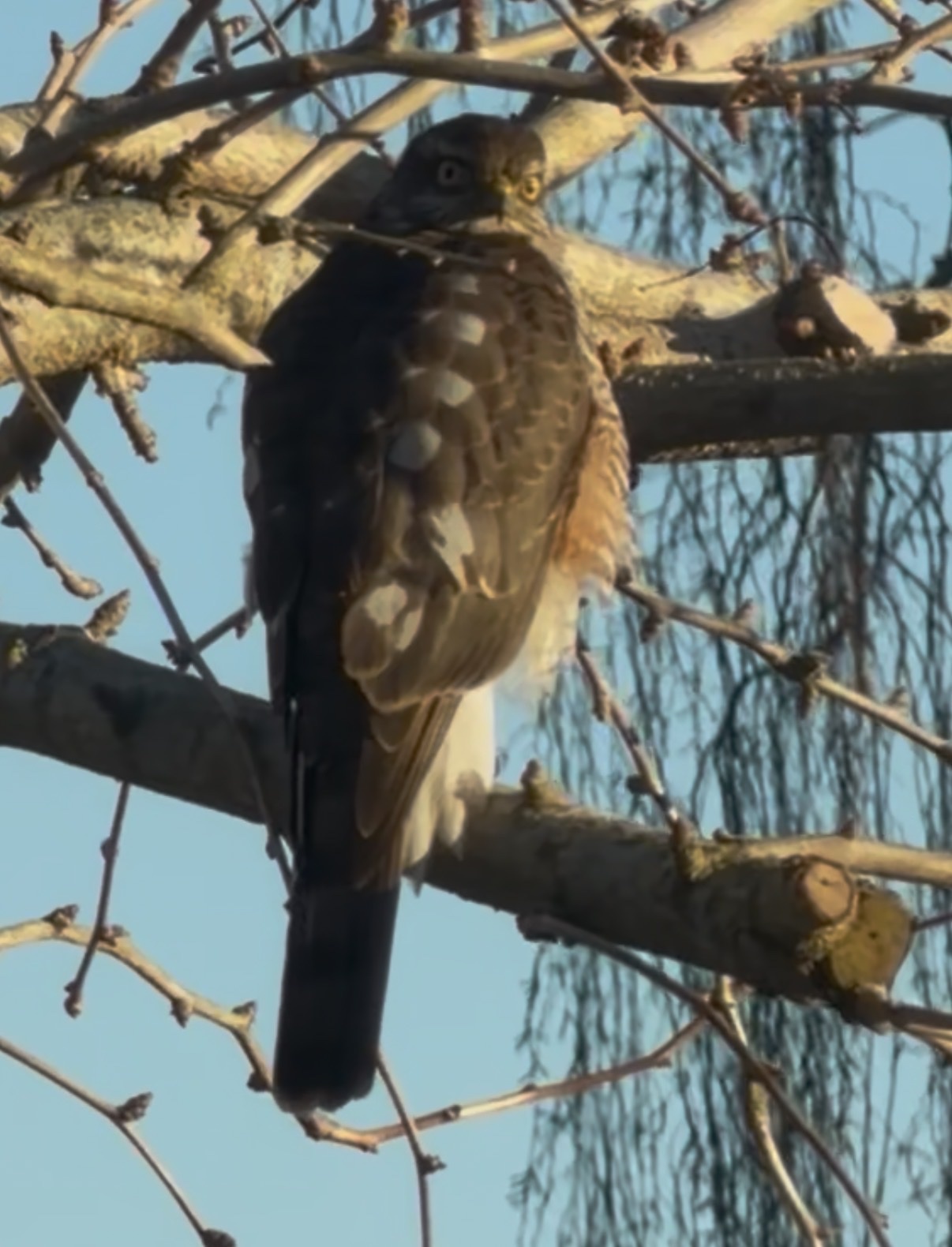 Accipiter nisus (Linnaeus, 1758)