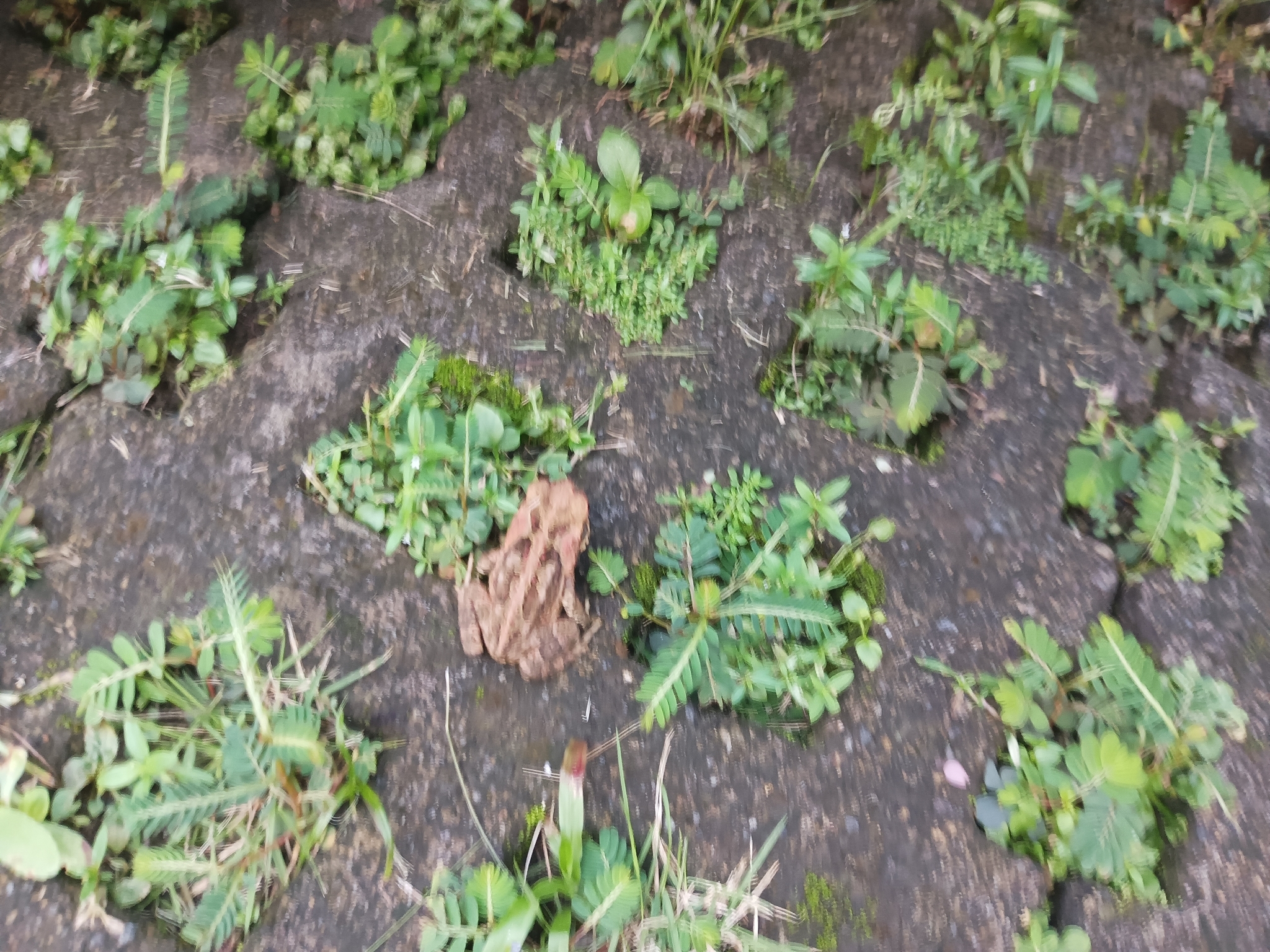 Rhinella marina (Linnaeus, 1758)
