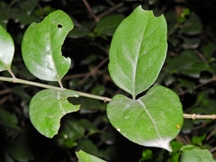 Chiococca pachyphylla