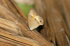 Hypocysta irius