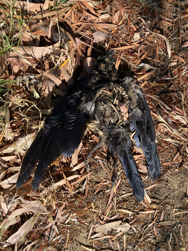 Australian Raven (Corvus coronoides), photo 3