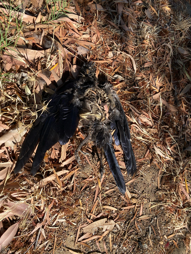 Australian Raven (Corvus coronoides), photo 4