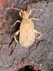 Ceraleptus lividus