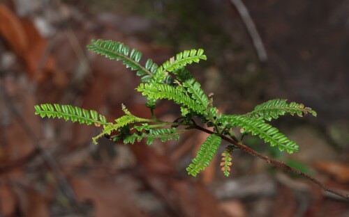 Dodonaea multijuga, photograph 5