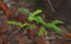 Dodonaea multijuga, photograph (c) Greg Tasney, some rights reserved (CC BY-SA)