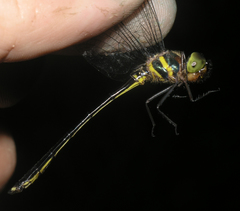 Macromidia rapida