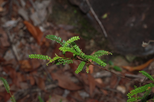 Dodonaea multijuga, photograph 6