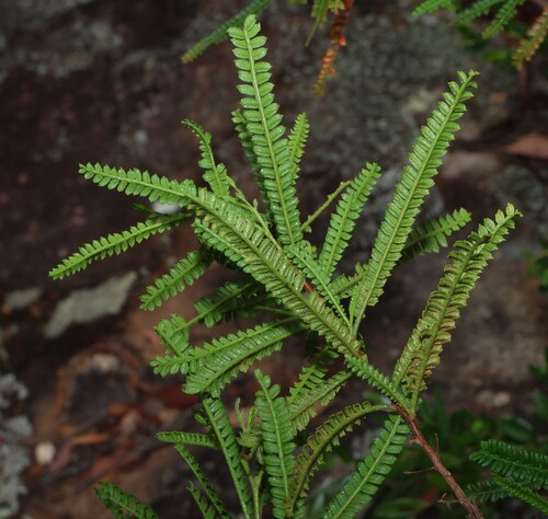 Dodonaea multijuga, photograph 3