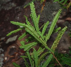 Dodonaea multijuga, photograph (c) Greg Tasney, some rights reserved (CC BY-SA)