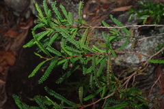 Dodonaea multijuga, photograph (c) Greg Tasney, some rights reserved (CC BY-SA)