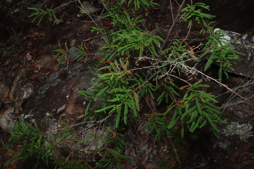 Dodonaea multijuga, photograph 4