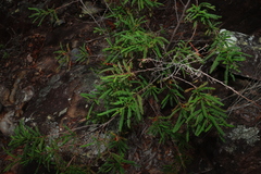 Dodonaea multijuga, photograph (c) Greg Tasney, some rights reserved (CC BY-SA)