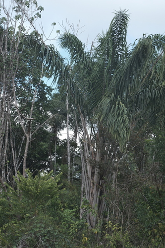 Oenocarpus bacaba