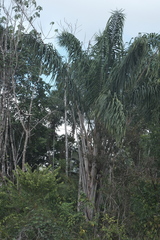 Oenocarpus bacaba