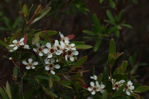 Ngungun May Bush (Aggreflorum luehmannii)
