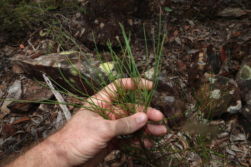 Rush-leaved Wattle (Acacia juncifolia)