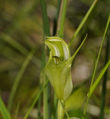 Pterostylis monticola