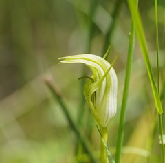 Pterostylis monticola