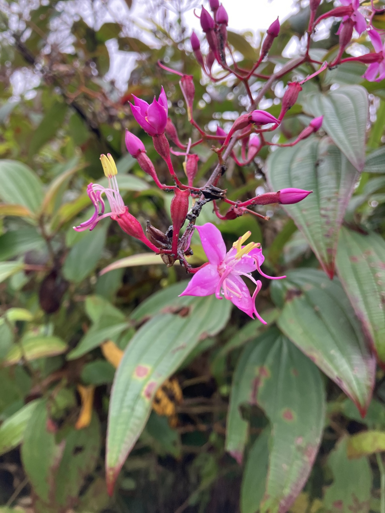 Oxyspora paniculata (Oxyspora paniculata)