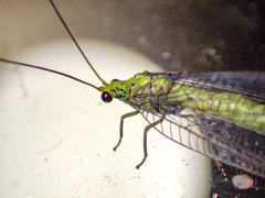 Calochrysa extranea
