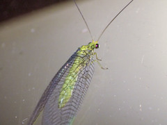 Calochrysa extranea