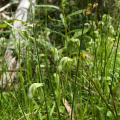Pterostylis monticola