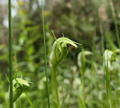 Pterostylis monticola