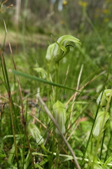 Pterostylis monticola