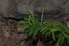 Dodonaea multijuga