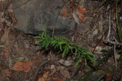 Dodonaea multijuga, photograph 1