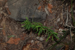 Dodonaea multijuga, photograph (c) Greg Tasney, some rights reserved (CC BY-SA)