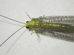 Calochrysa extranea