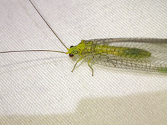 Calochrysa extranea