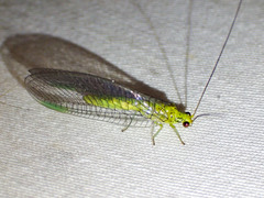 Calochrysa extranea