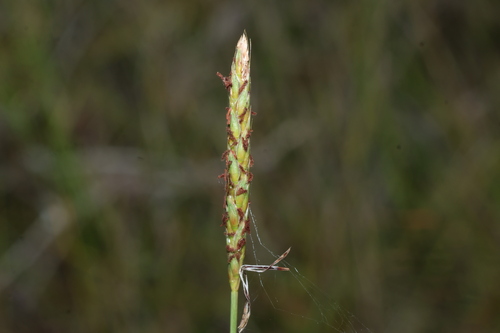 southern grass (Ischaemum australe)