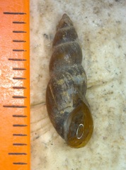 Aenigmomphiscola uvalievae