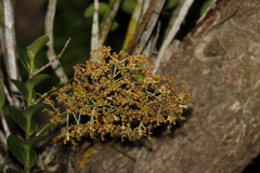 Dendrobium discolor