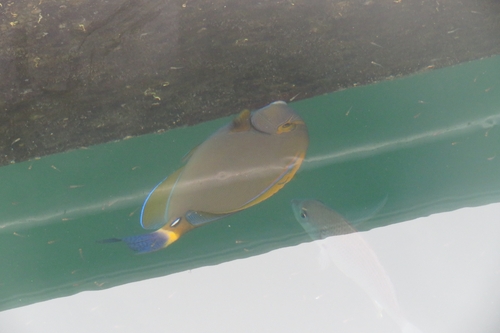 Dussumier's surgeonfish (Acanthurus dussumieri) — Acanthuridae